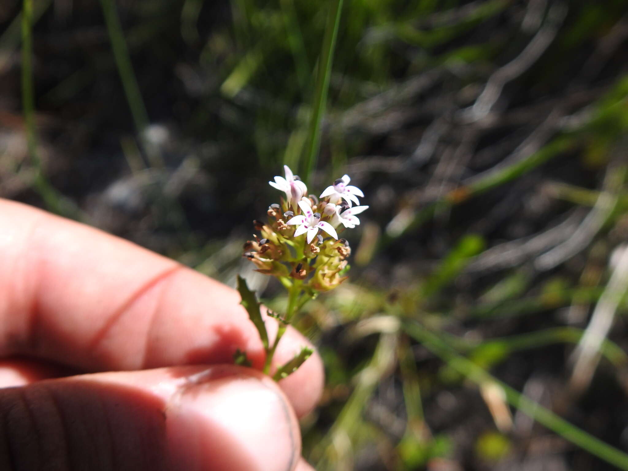 Image de Lobelia jasionoides (A. DC.) E. Wimm.