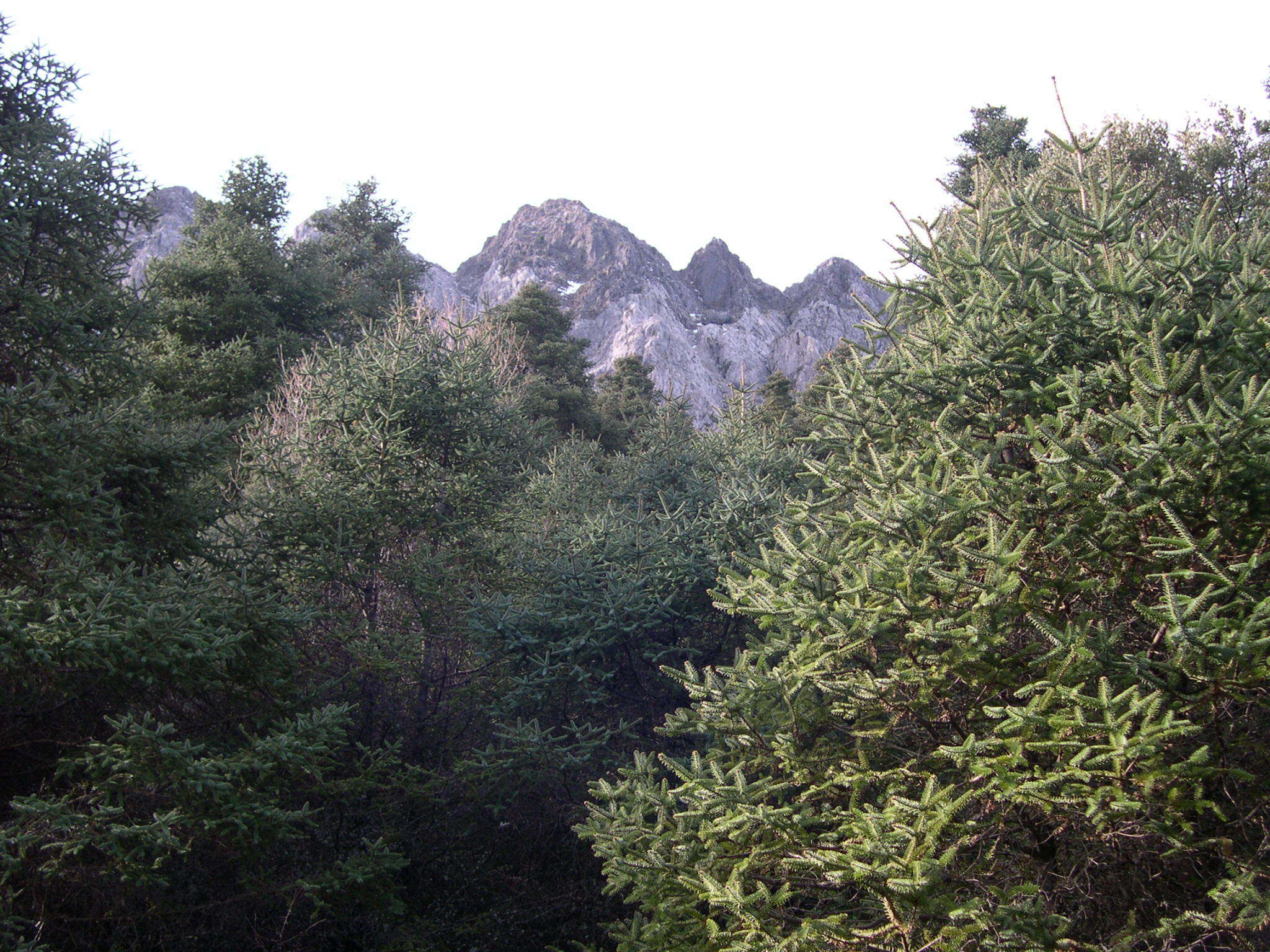 Image of Abies pinsapo var. pinsapo