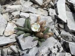 Image de Lewisia maguirei A. H. Holmgr.