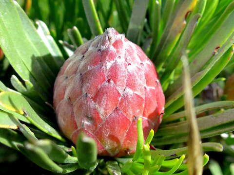 Image of Linear-leaf Conebush