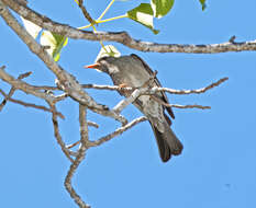 Image of Madagascar Black Bulbul