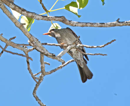 Image of Madagascar Black Bulbul