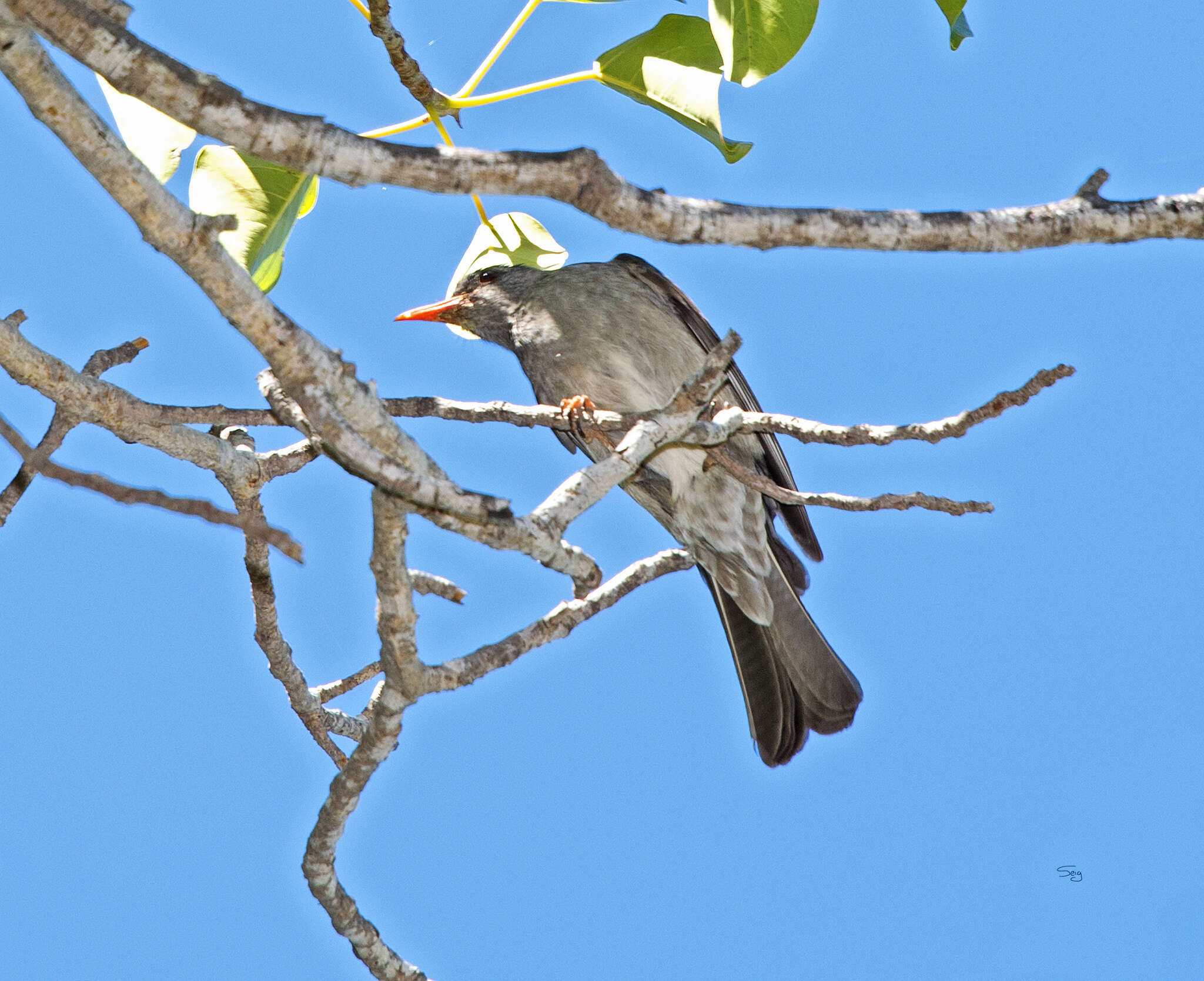 Hypsipetes madagascariensis (Müller & Pls 1776) resmi