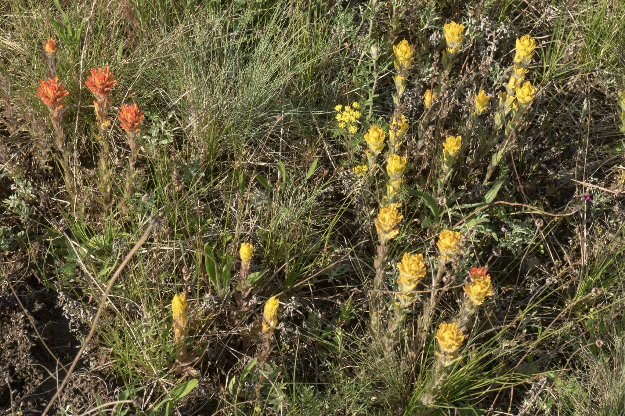 Image of golden Indian paintbrush