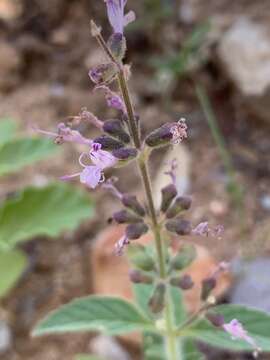 Image de Syncolostemon canescens (Gürke) D. F. Otieno