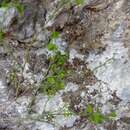 Image de Phyllanthus graveolens Kunth