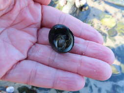 Image of woolly hermit crab