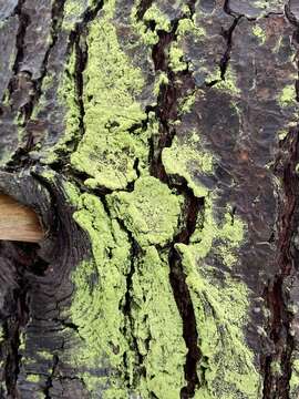 Image of Ropalospora viridis (Tønsberg) Tønsberg