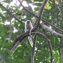 Image of Crandall's Saddleback Tamarin