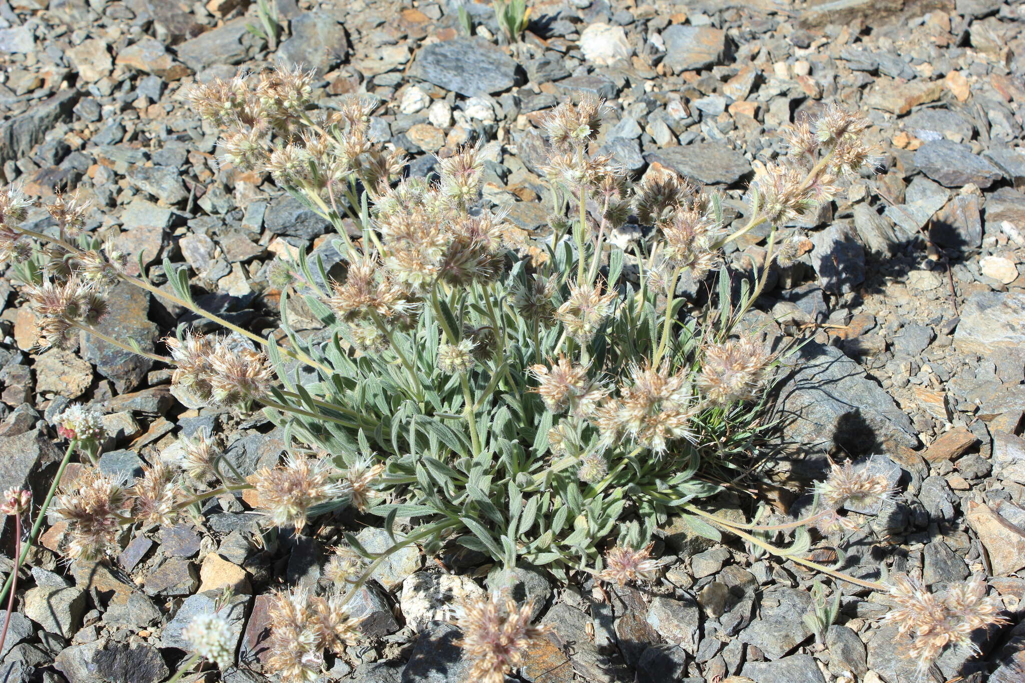 Image of silverleaf phacelia