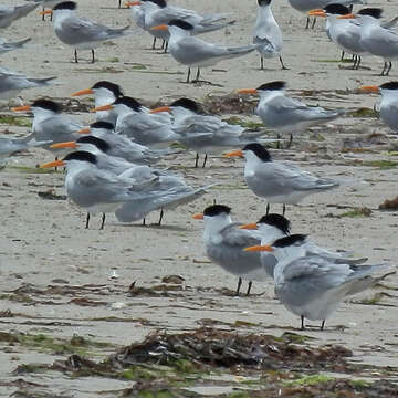 Image of Lesser Crested Tern