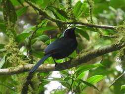 Image of Azure-hooded Jay