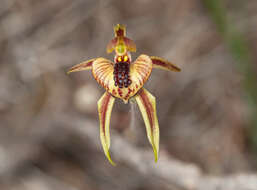 Image of Thick-lipped spider-orchid