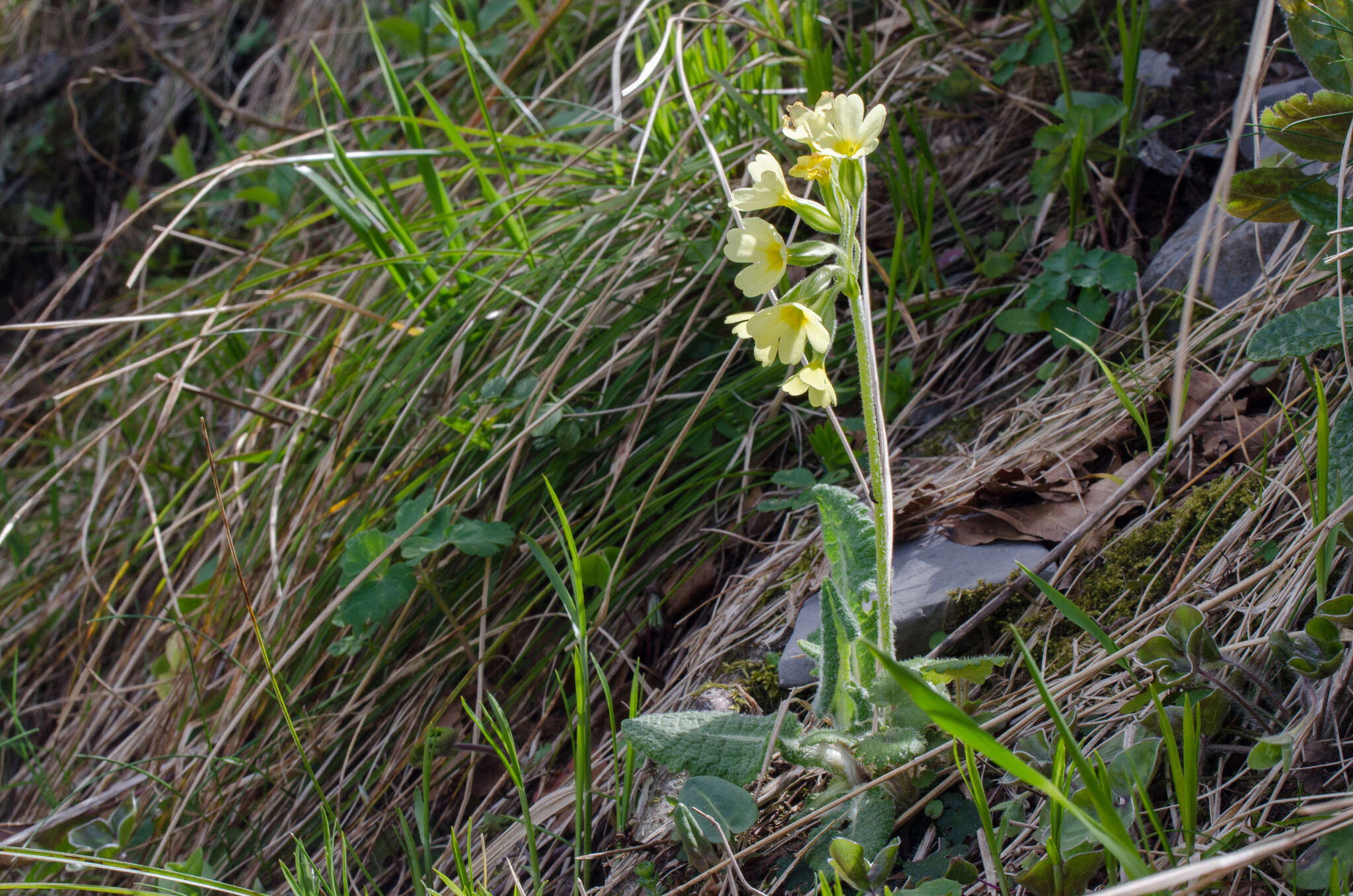 Image of elatior hybrid primroses