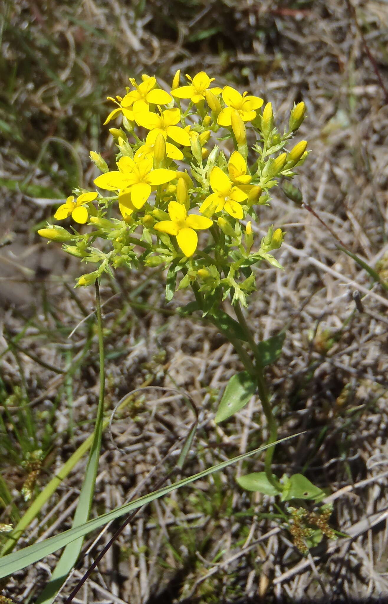 Image de Sebaea aurea (L. fil.) Sm.