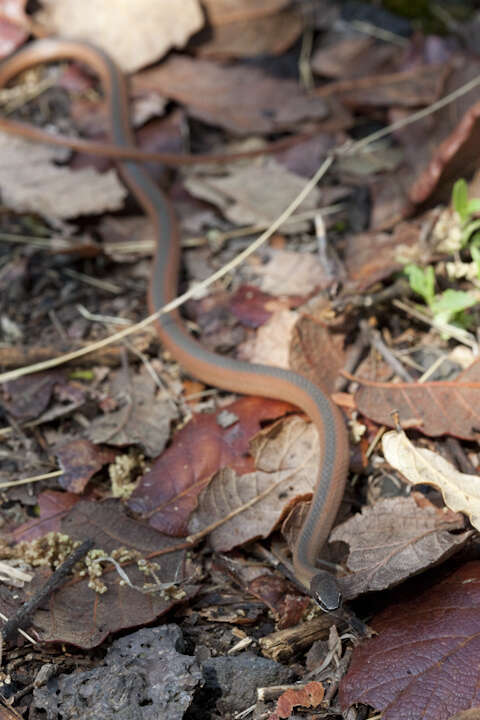 Image of Crowned Graceful Brown Snake