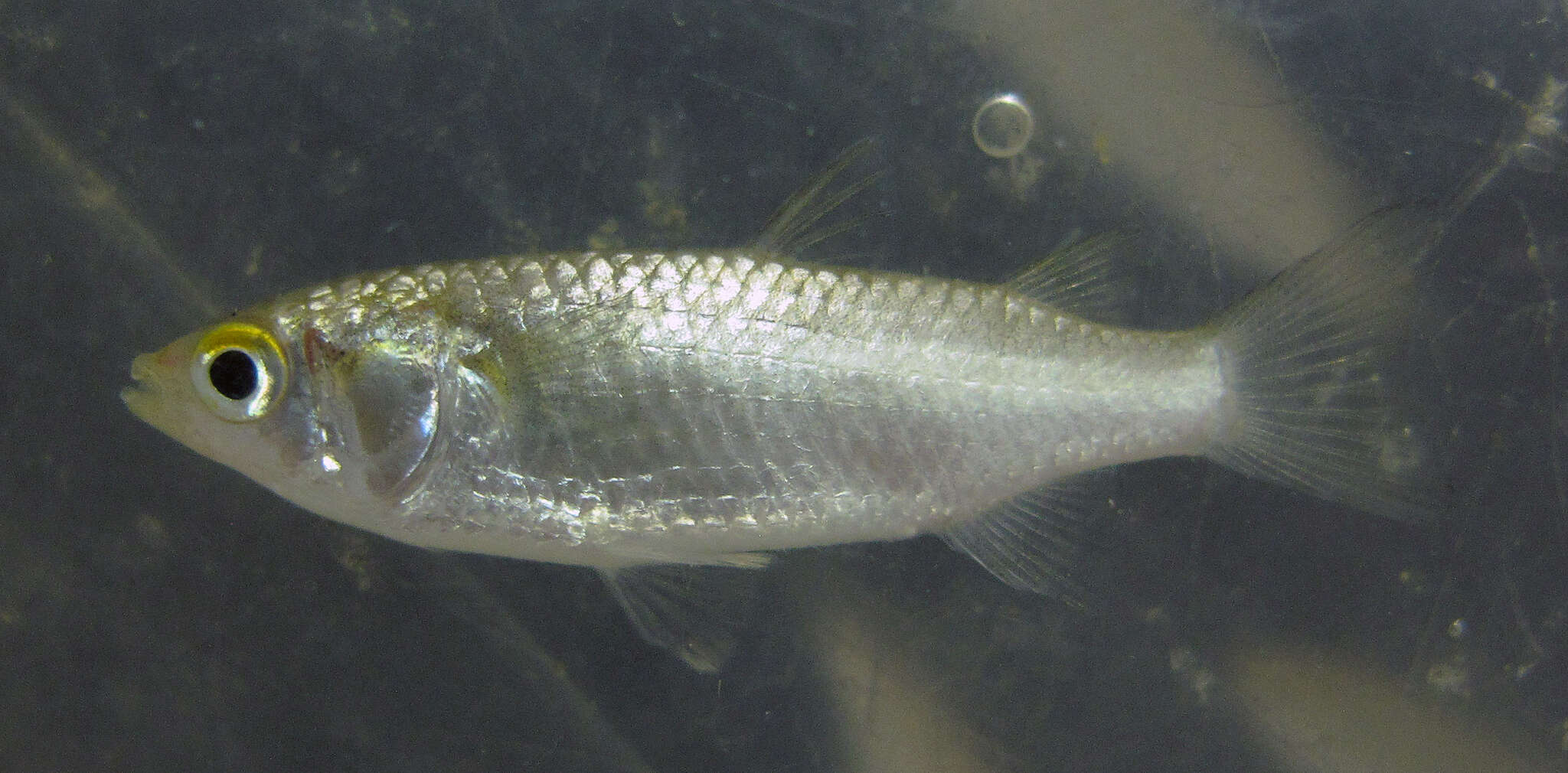 Image of Brown-backed mullet