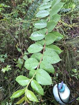 Image of Crape myrtle