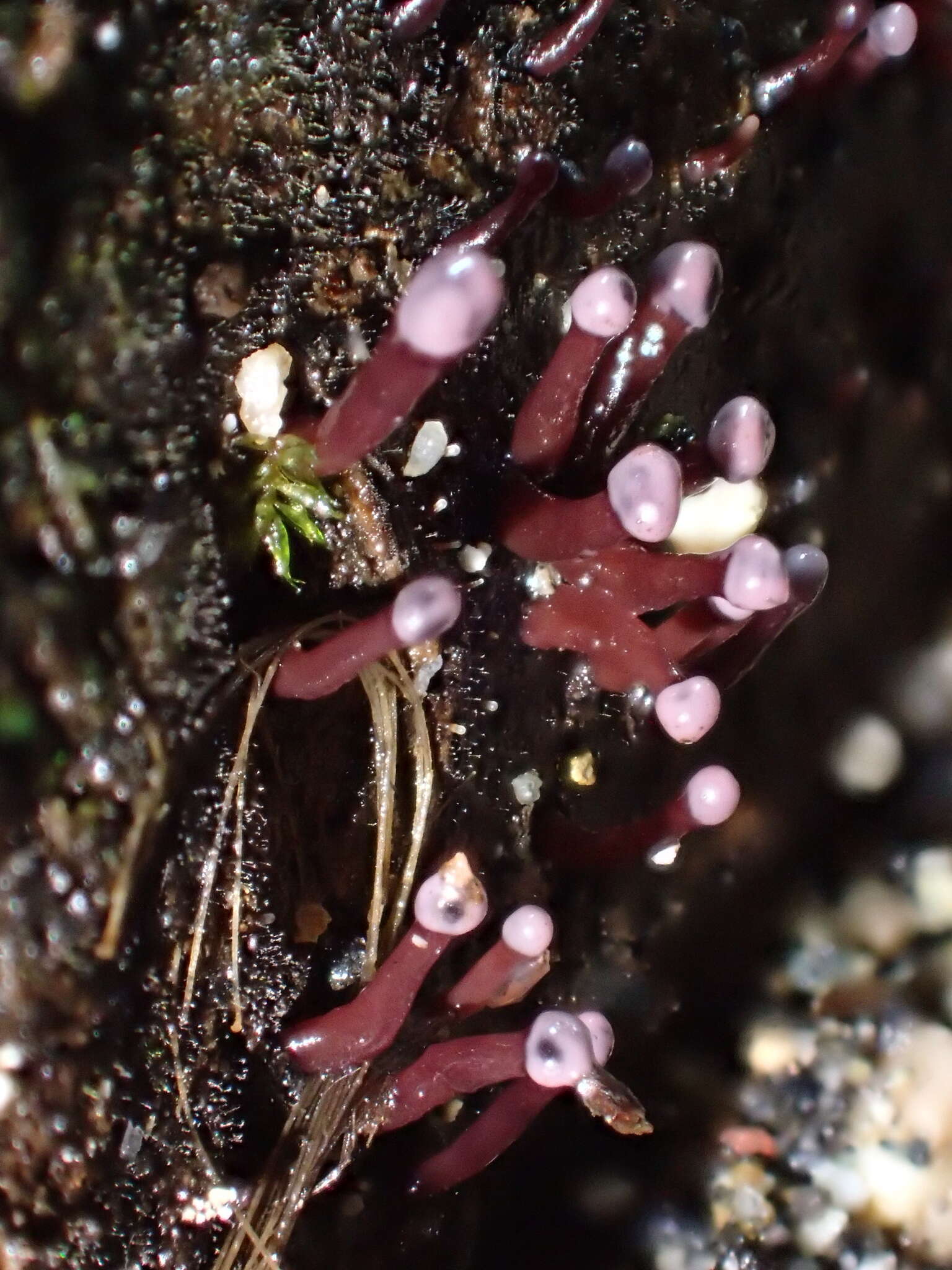 Image of Ascocoryne trichophora (A. L. Sm.) Seifert 2014