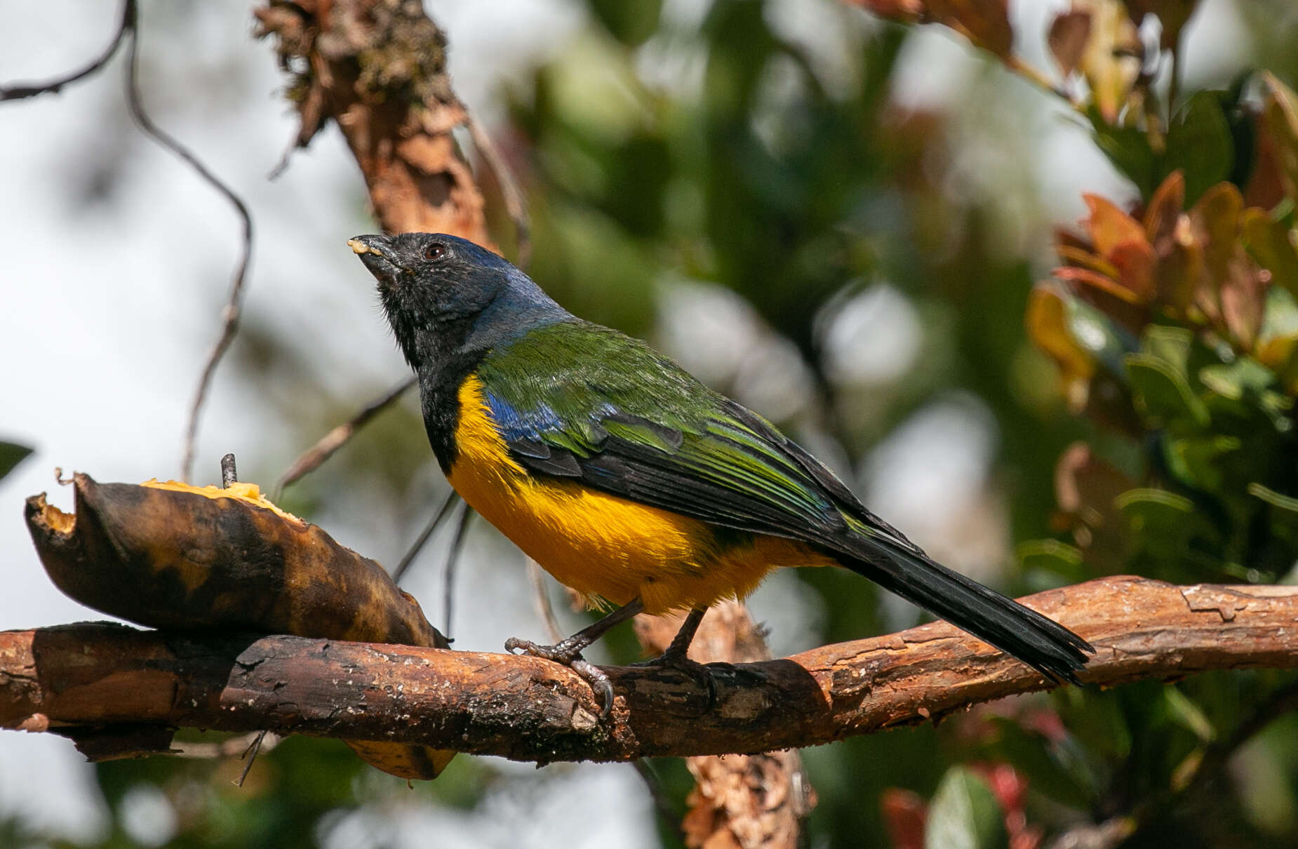 Image of Black-chested Mountain Tanager