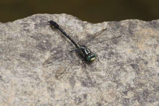 Image of Hylogomphus viridifrons (Hine 1901)