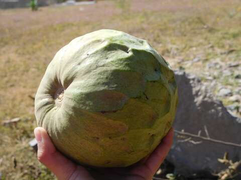 Plancia ëd Annona cherimola Mill.