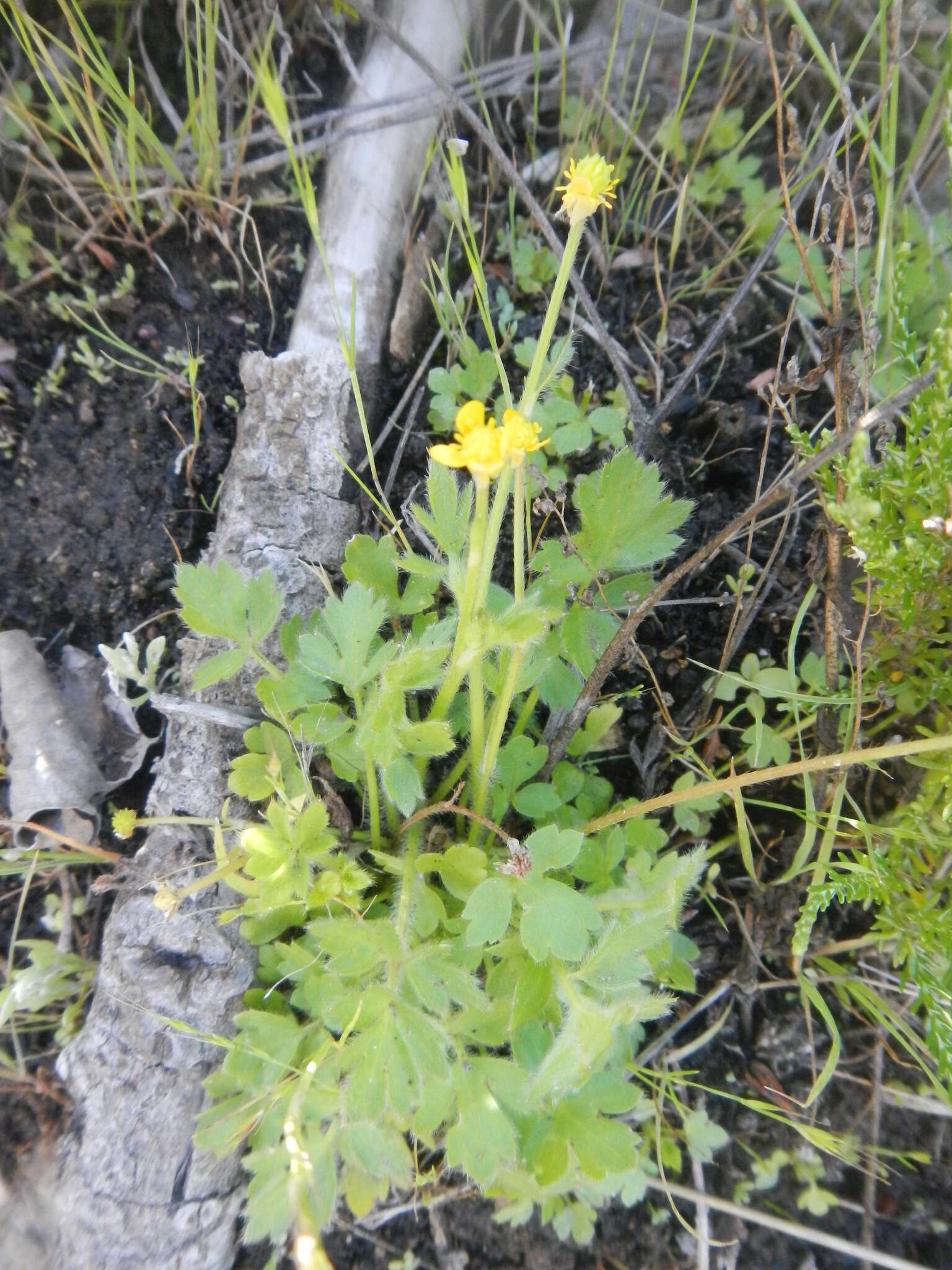 Image of Common buttercup