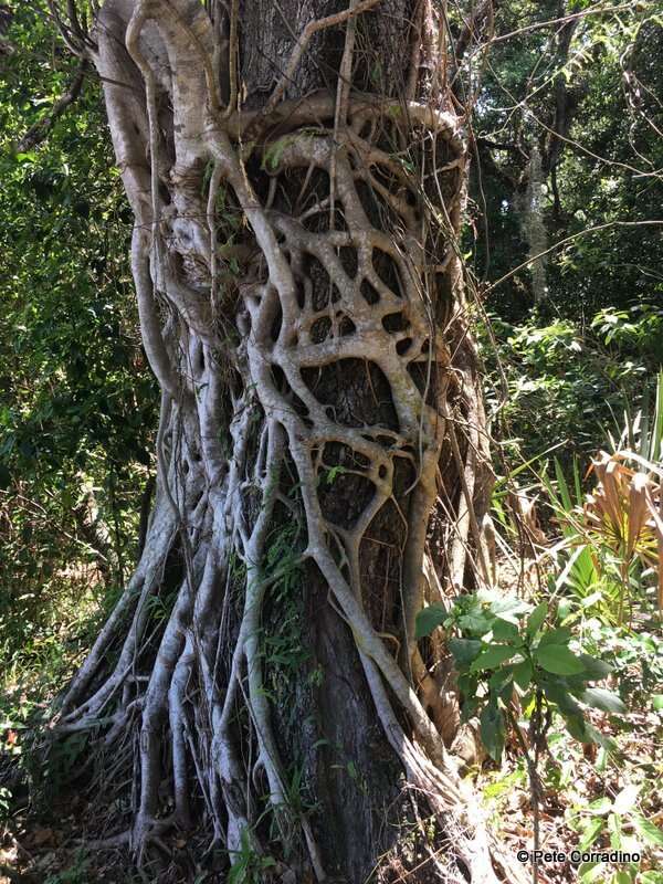 Слика од Ficus aurea Nutt.