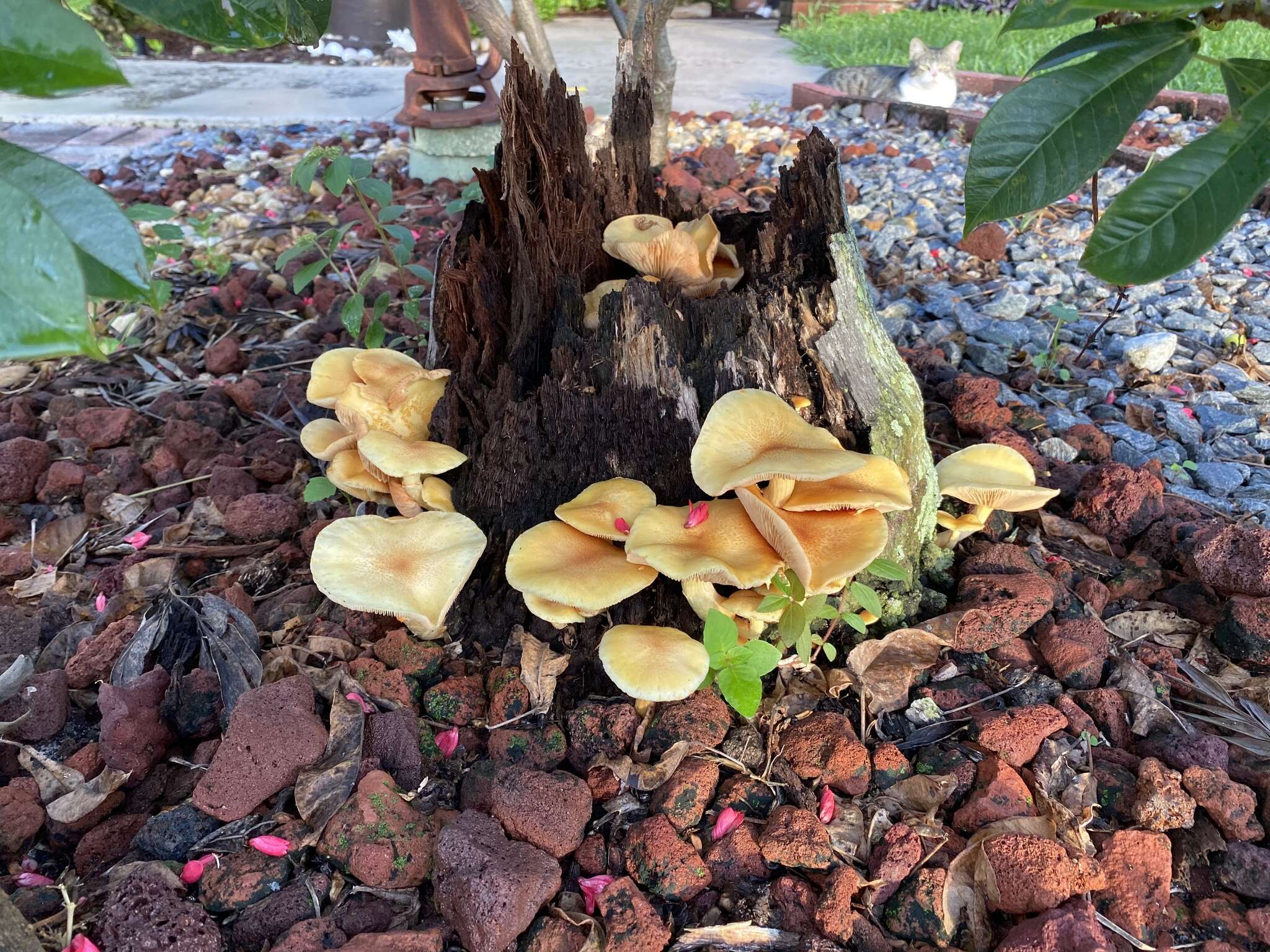 Imagem de Gymnopilus cyanopalmicola Guzm.-Dáv. 2006