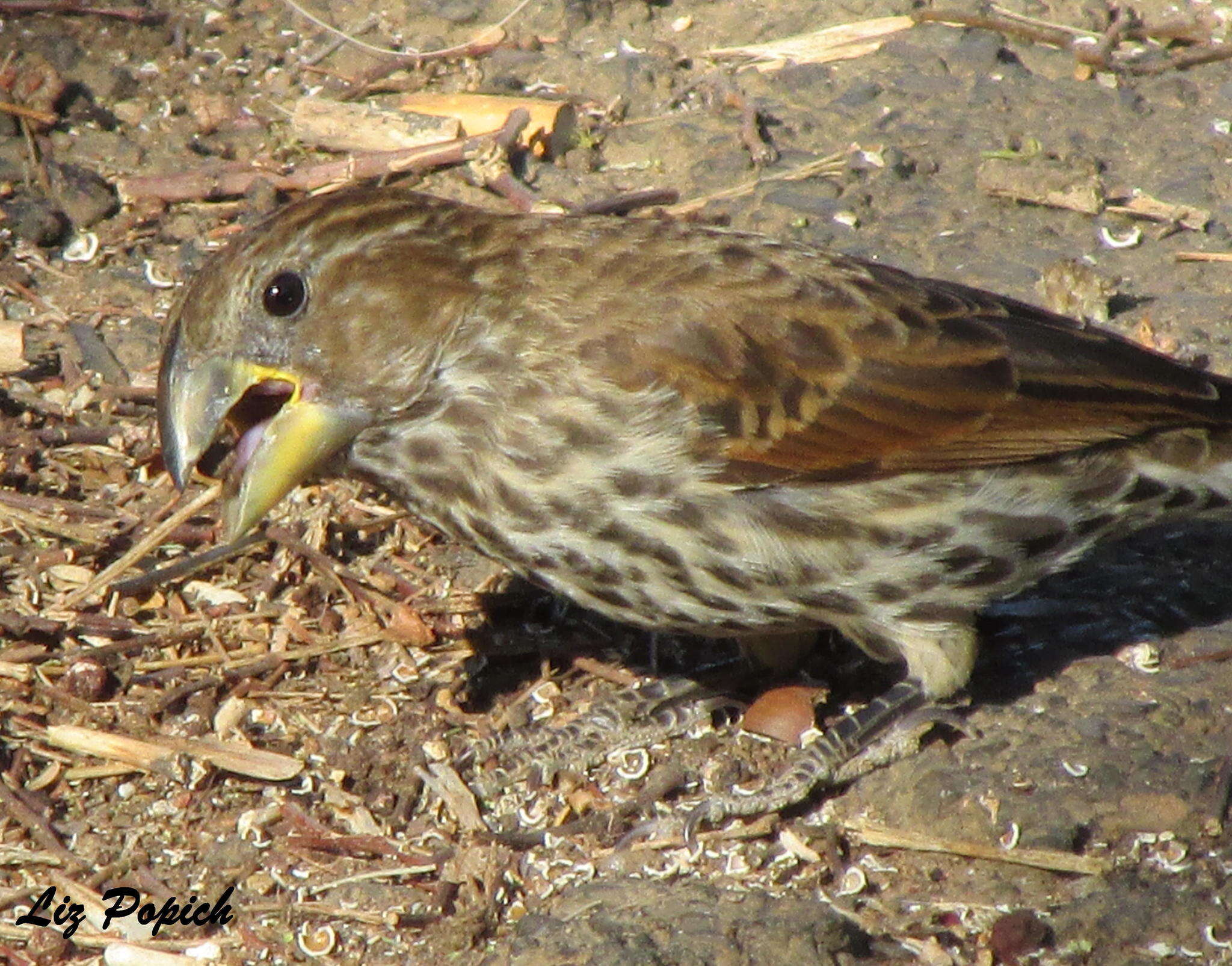 Image of Amblyospiza Sundevall 1850