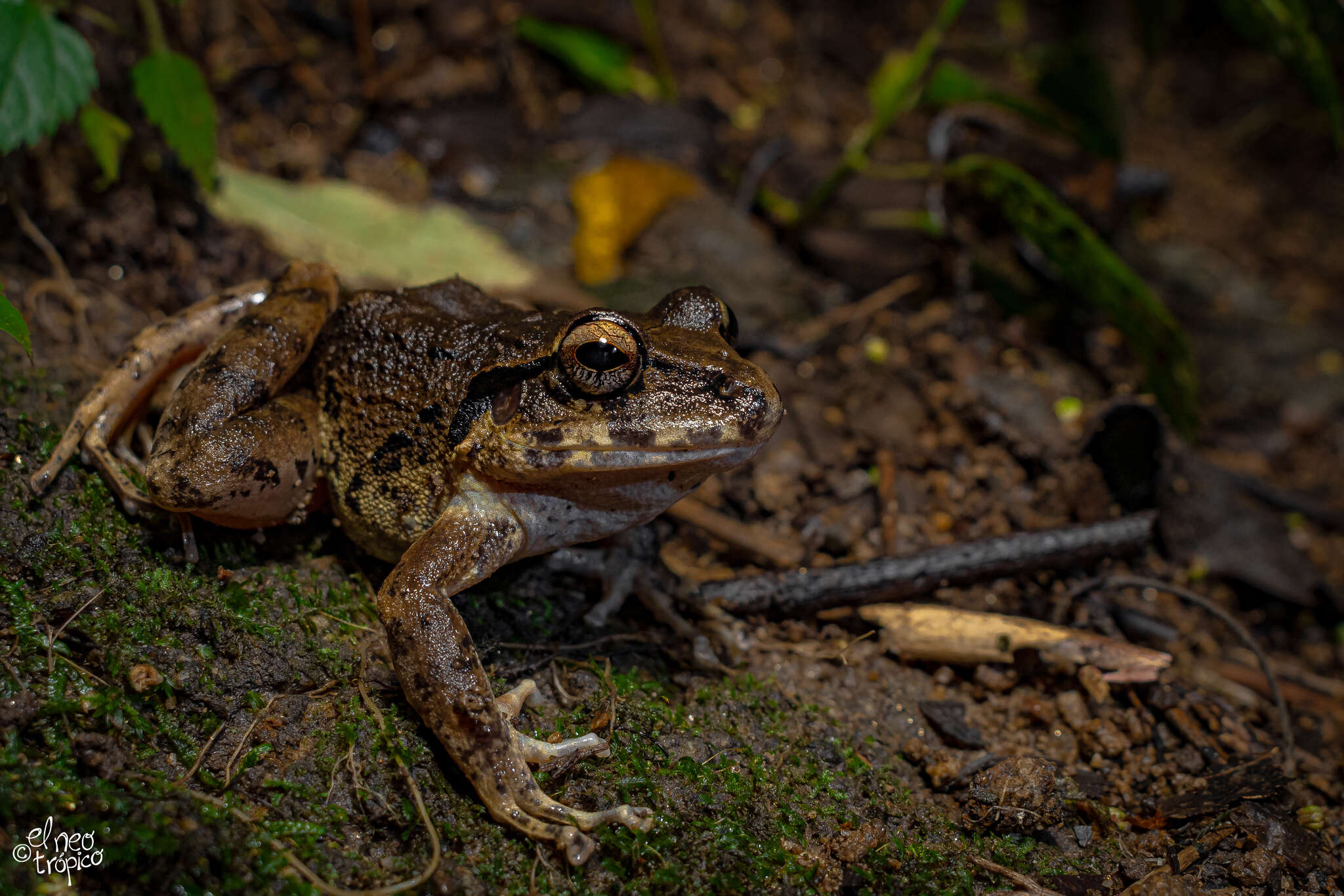 Image of Craugastor rupinius (Campbell & Savage 2000)