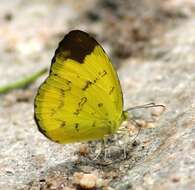 Image of Eurema simulatrix (Staudinger 1891)