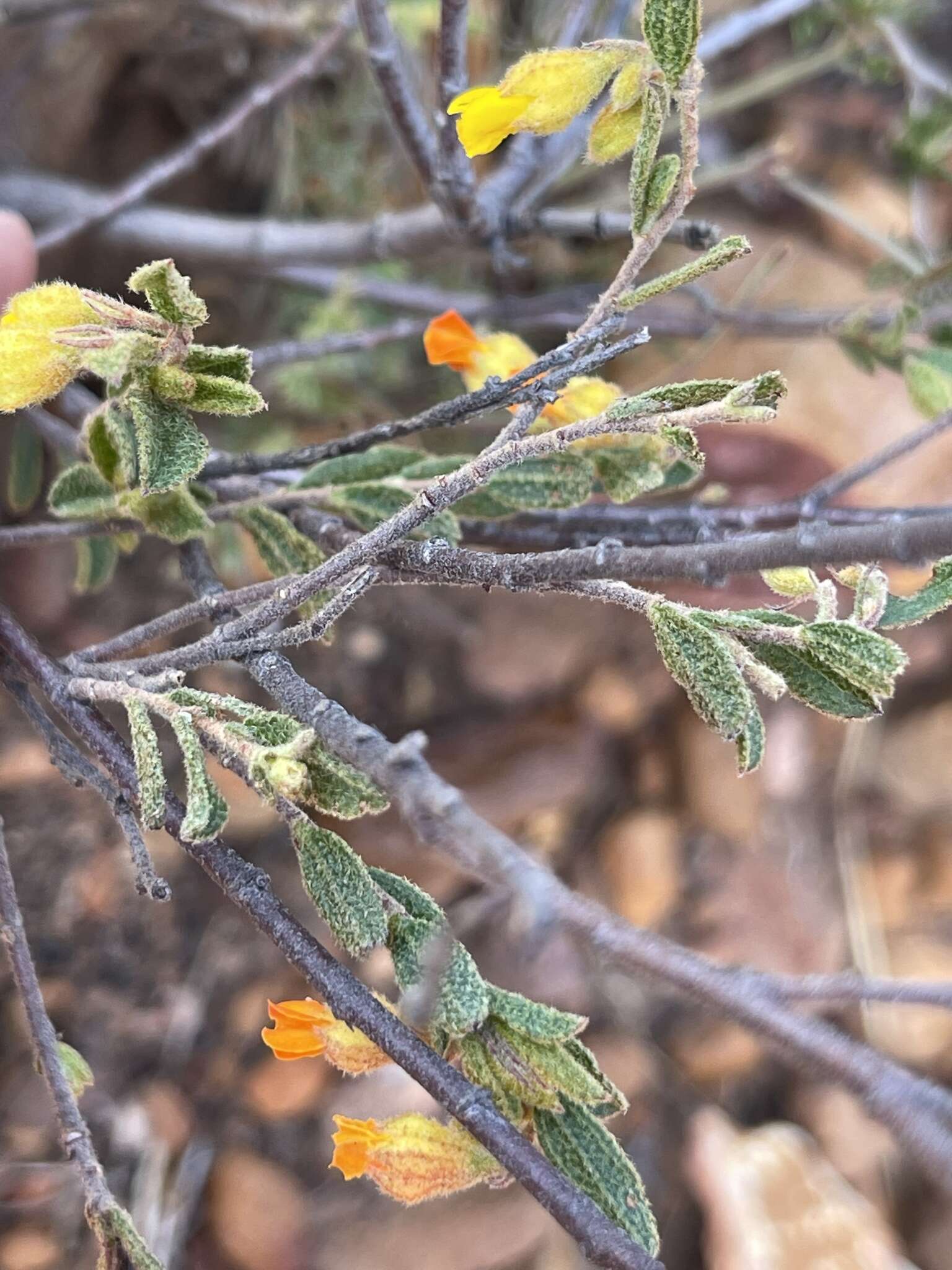 Imagem de Hermannia decipiens E. Mey.