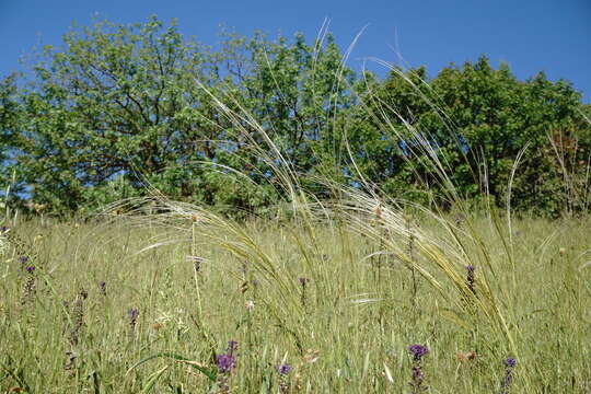 Image of Stipa pontica P. A. Smirn.