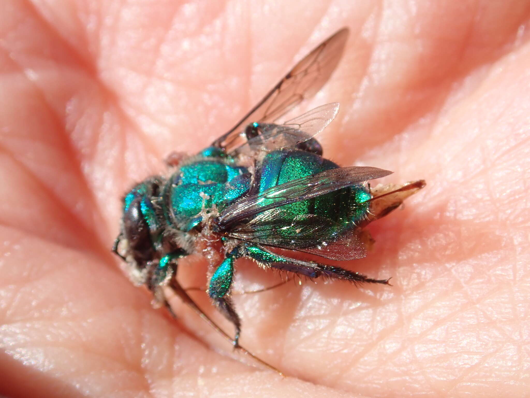 Image of Dilemma Orchid Bee