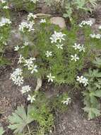 Image of Nuttall's linanthus