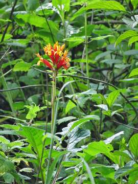 Aphelandra lyrata Nees resmi