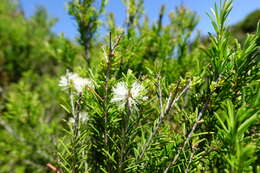 Imagem de Melaleuca parvistaminea N. B. Byrnes