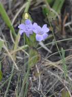 صورة Dyschoriste oblongifolia (Michx.) Kuntze