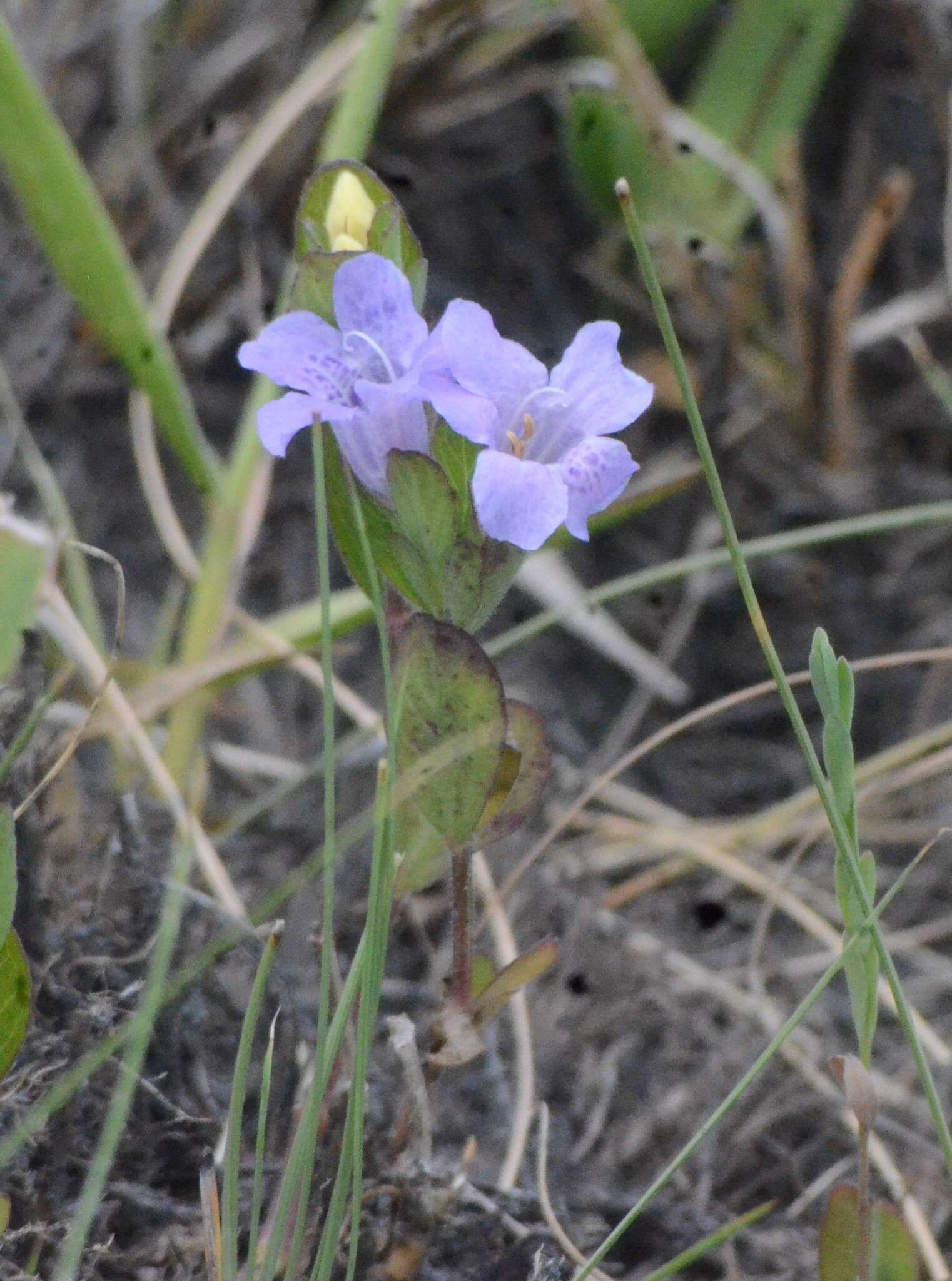 Dyschoriste oblongifolia (Michx.) Kuntze的圖片