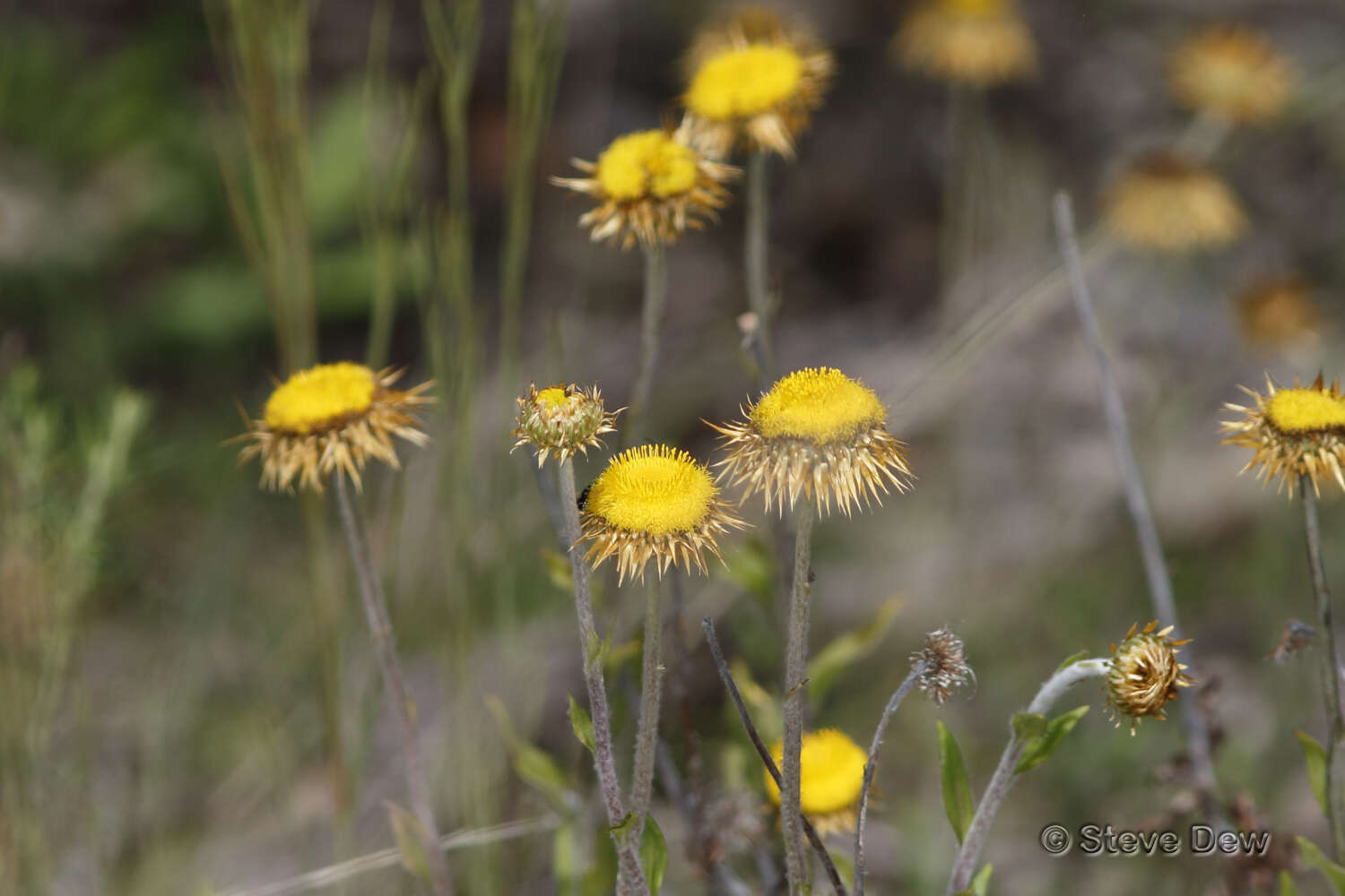 Image of Coronidium oxylepis (F. Müll.) Paul G. Wilson