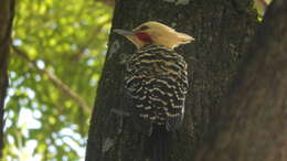 Image of Blond-crested Woodpecker