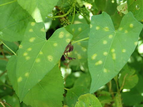 Image de Puccinia convolvuli (Pers.) Castagne 1842