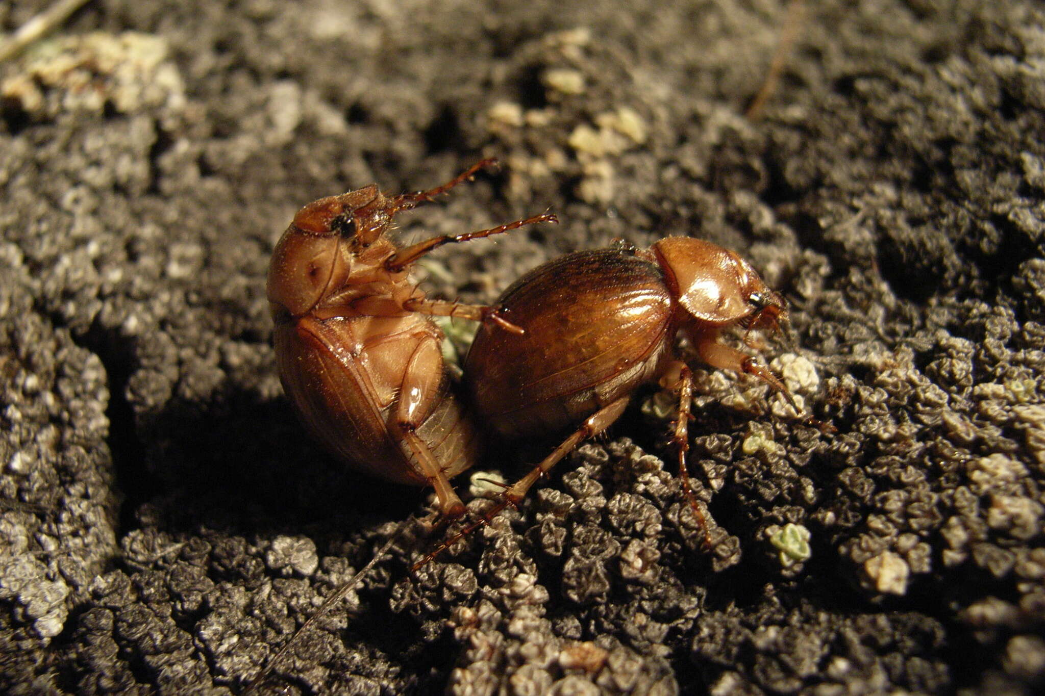 Image of Cromwell Chafer Beetle