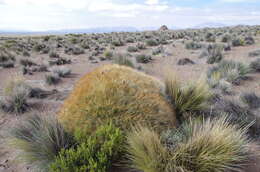 Image of Cumulopuntia glomerata