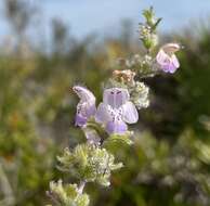 Image of false rosemary