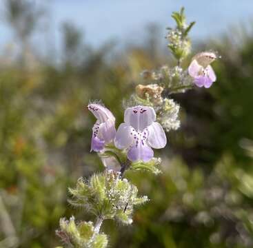 Image of false rosemary