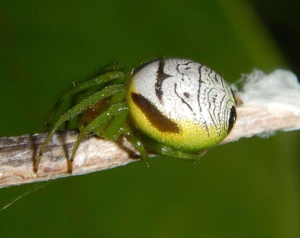 Image of Bijoaraneus praesignis (L. Koch 1872)