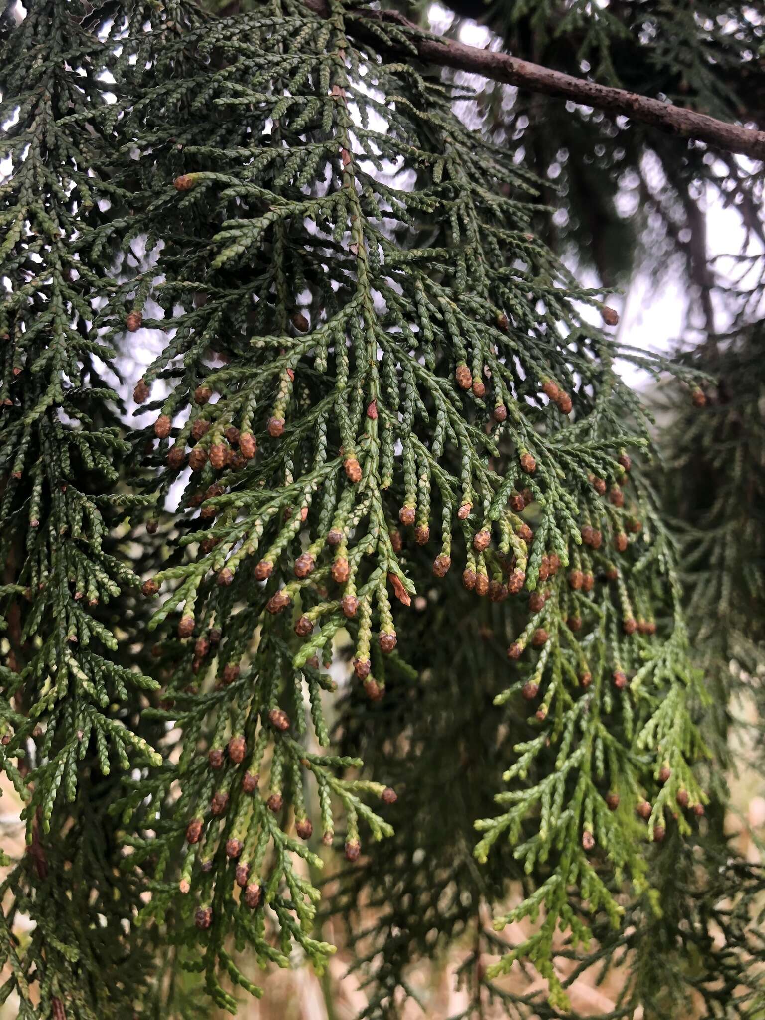 Image of Chamaecyparis obtusa var. formosana (Hayata) Hayata