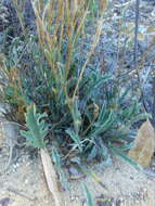 Image of Pelargonium coronopifolium Jacq.